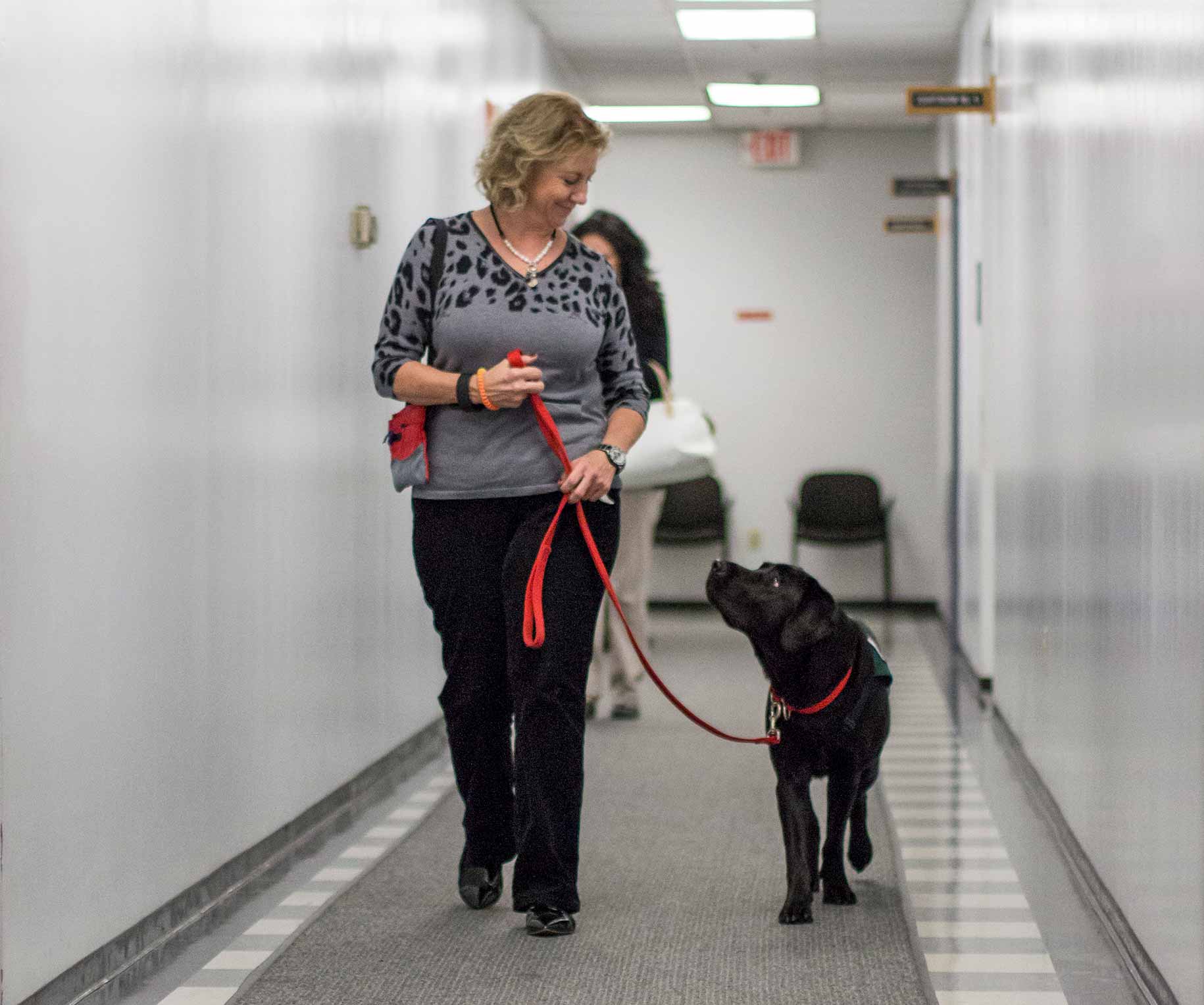 Puppy raiser trains service dog to walk on loose leash in a commercial building hallway