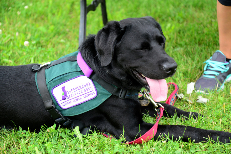 service dog scarf